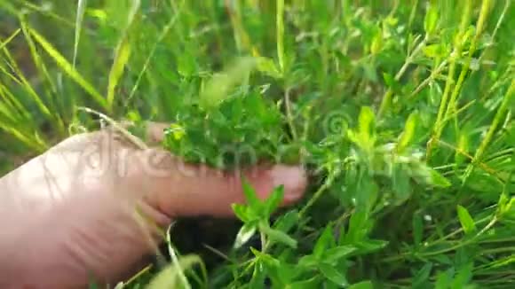 园丁园丁在花园里撕草晒绿男人生活方式的手触摸田野里的草视频的预览图