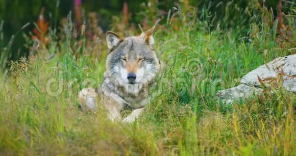 一只成年雄性灰狼在森林里休息视频的预览图