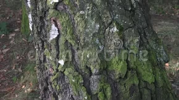 接近桦树树皮的纹理桦树皮在自然环境中桦木树干的一部分有很好的装饰树皮视频的预览图