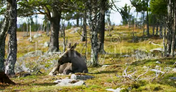 森林地板上躺着一只小麋鹿的环境肖像视频的预览图