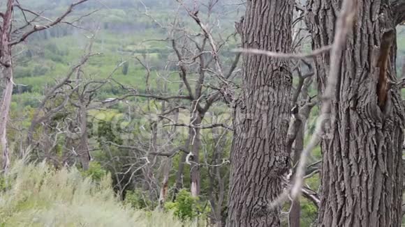 摄像机运动对滑块的视差效应山坡上森林中枯树干树干这就是视频的预览图