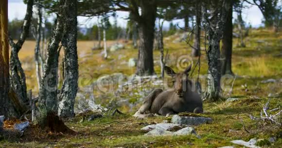 小麋鹿躺在森林地板上休息视频的预览图