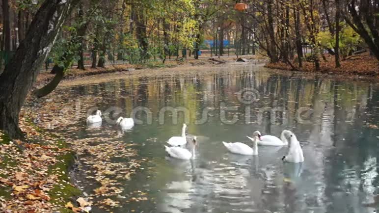 城市公园里池塘上的天鹅视频的预览图