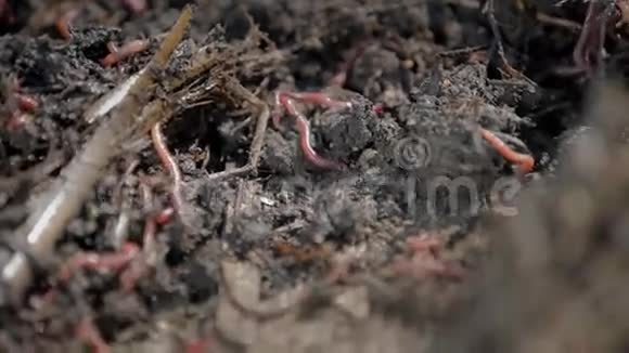 在新鲜的土壤里接近蠕虫视频的预览图