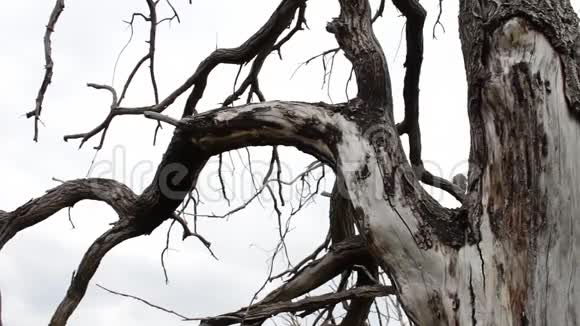 一棵老干树的树干自然变化树木死亡森林消失生态灾难缺水全球视频的预览图