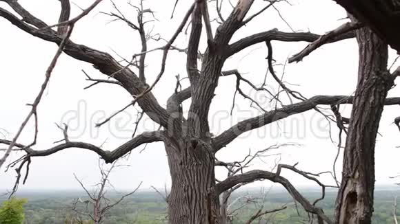 神秘的场景氛围森林中一棵老死树的弯曲的树枝相机在滑块上的运动老了视频的预览图