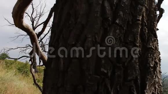 森林里枯死的树木用滑杆射击树枝的曲线交织在一起树树视频的预览图