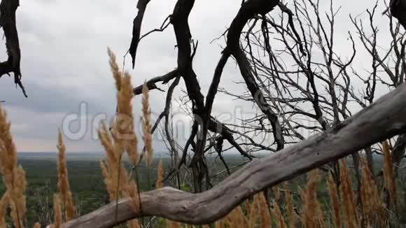 干死树的枝全球气候变化一个诡异的地方摄像机在滑块上移动干的树视频的预览图