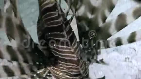 巨纹毒鱼红海中常见的鱼视频的预览图