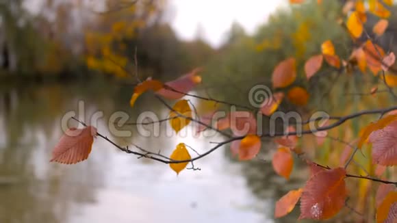 秋天树枝上的叶子视频的预览图