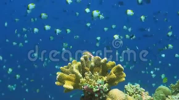 花椰菜珊瑚上的鹰鱼视频的预览图