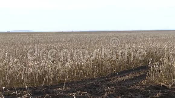 一大片干燥的玉米秸秆秋天的景色无边无际视频的预览图