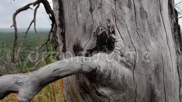 枯死树滑块拍摄一个神秘的地方活人旁边的死树自然迷人的风景太棒了视频的预览图