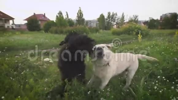 两只狗在绿草上一起玩耍拉布拉多和皇家狮子狗视频的预览图