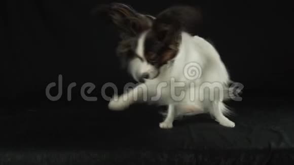 美丽的幼犬大陆玩具SpanielPapillon有趣的跳跃黑色背景慢动作股票镜头视频的预览图