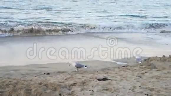 海滨海鸥视频的预览图