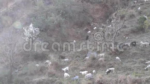 喜玛拉雅山山坡上喂羊和灰羊视频的预览图