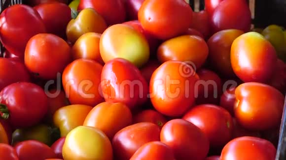 越南大拉特市唐杜贡区花园收获的新鲜番茄视频的预览图