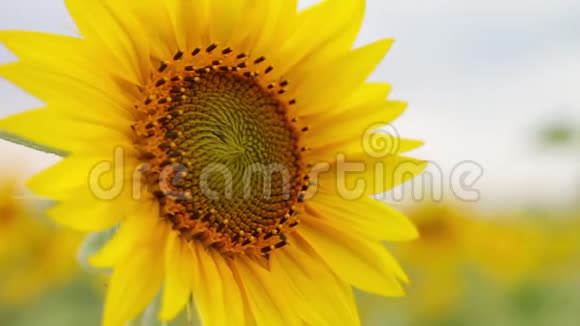 在田野和天空的背景下一朵向日葵的特写黄色的花有美丽的长花瓣视频的预览图