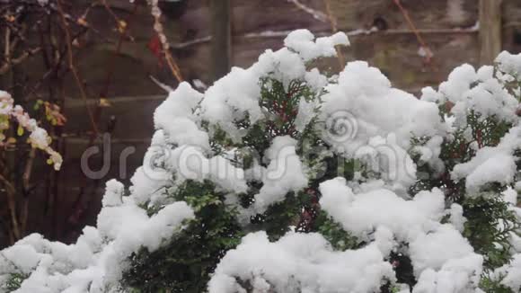 满载着新落的雪的植物视频的预览图