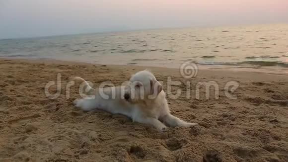 泰国ChonburiPattaya2018年2月5日两只小狗在海滩上玩球视频的预览图