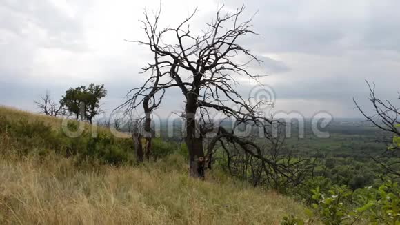 山坡上的老干树这棵树是由于雷击或缺水而被杀死的全球视频的预览图