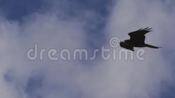 天空中有一只棕色的鹰视频的预览图