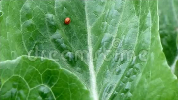 一只小红瓢虫在一个有机农场里绕着绿色蔬菜叶子走来走去视频的预览图