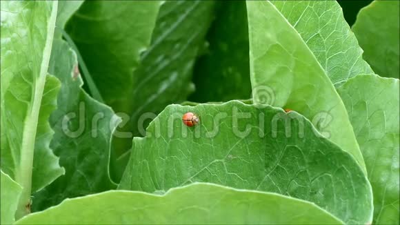 两只忙碌的红色瓢虫爬上生机勃勃的绿色有机生菜叶视频的预览图