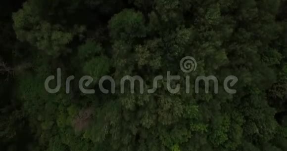 在森林深处的树梢上鸟瞰视频的预览图