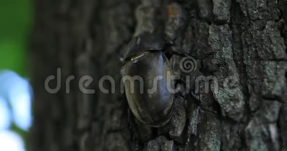 东京街头附近一只树上的雌甲虫手持视频的预览图