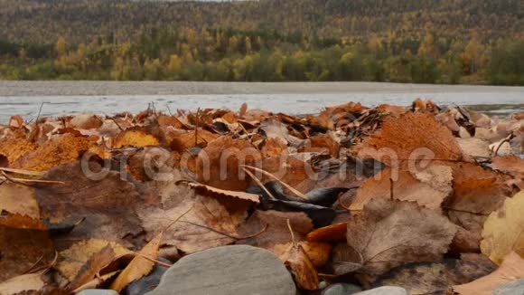 多彩秋叶长堆在江岸清新的流水和森林中视频的预览图