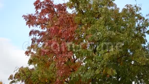 红色和绿色的巨大罗湾树在不断变化的秋天荒野视频的预览图