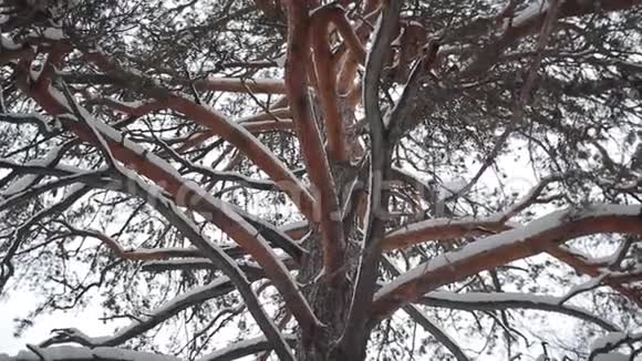 一棵大松树的白雪覆盖的树干视频的预览图