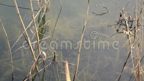 水中和水面下的芦苇池塘岸线视频的预览图