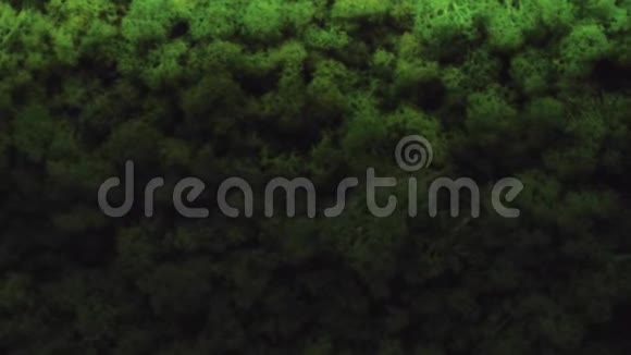 绿叶纹理背景小叶青苔背景视频的预览图