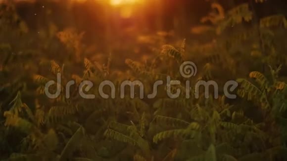 八月日落时金色的草地随风飘扬视频的预览图