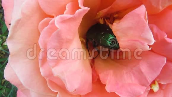 在玫瑰花粉红色的花朵中安详地睡着的甲虫玫瑰恰恰被人的手指放在他的背上视频的预览图