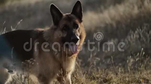 一只德国牧羊犬在玩耍和奔跑时短暂地停下来视频的预览图