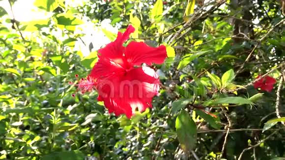公园里的红芙蓉花视频的预览图