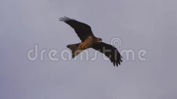 一只棕色的鹰飞在云层和天空上视频的预览图