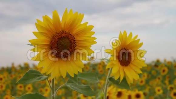 田野里的两朵向日葵美丽的阳光花朵多云的天空黄花向日葵农业视频的预览图
