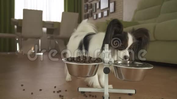 狗狗Papillon在客厅的架子上用金属碗喝干净的饮料视频的预览图