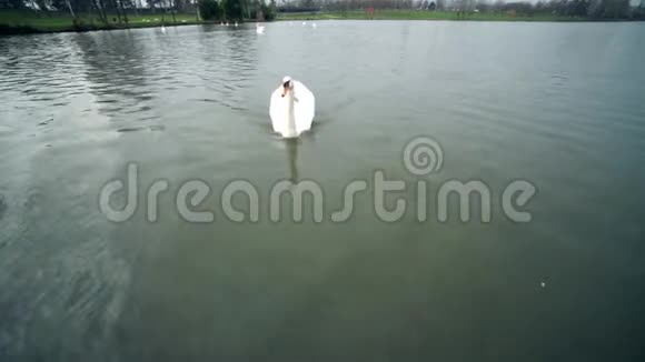 一个城市公园白天鹅在河里游泳天鹅在伏尔塔瓦河上游泳天鹅在布拉格白天鹅漂浮在水中视频的预览图