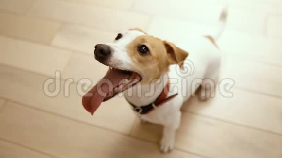 活泼好动的小狗杰克罗素视频的预览图
