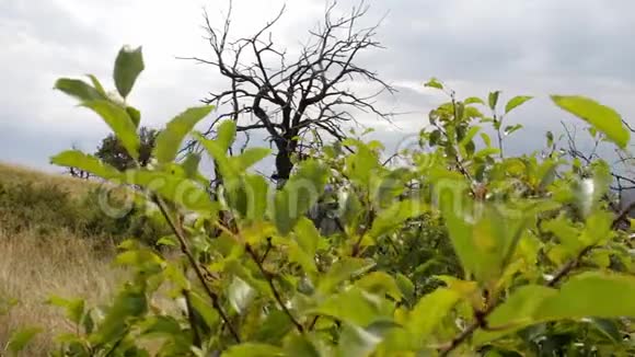 森林里的死树一种垂死的本性神秘景观优美景观从滑块小车上射击视频的预览图