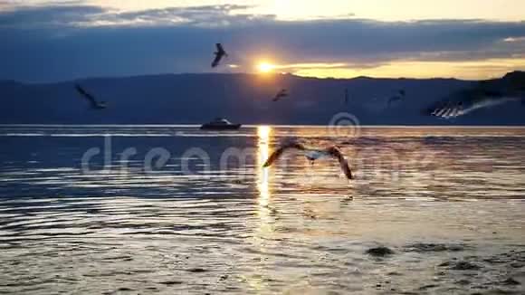 美丽的贝加尔湖山日落过山峰和飞翔的海鸥慢动作1920x1080视频的预览图