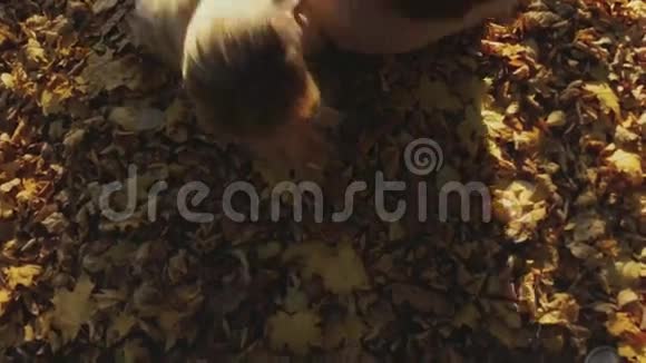 迷人的欧洲金发女孩和英俊的年轻人穿毛衣年轻夫妇躺在秋叶上视频的预览图