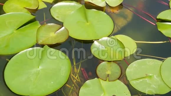 池塘里漂浮的睡莲从上面的绿叶漂浮在宁静的水中佛教宗教的象征视频的预览图
