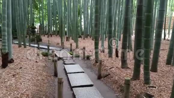 穿越日本竹林的神奇之路视频的预览图